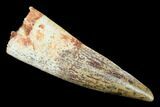 Spinosaurus Tooth - Real Dinosaur Tooth #140753-1